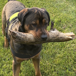 Team Page: ILLaPhants On Parade